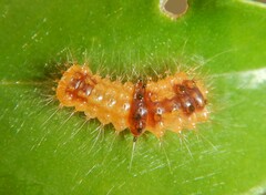 Barasa cymatistis