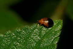 Nisotra bicolorata