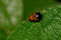Nisotra bicolorata