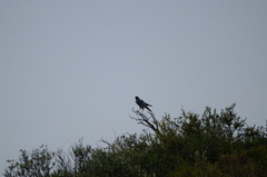 Melierax canorus canorus