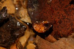 Nisotra bicolorata