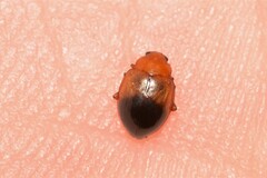 Nisotra bicolorata
