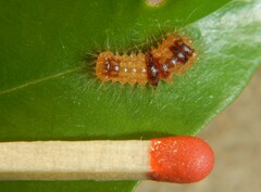 Barasa cymatistis