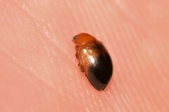 Nisotra bicolorata