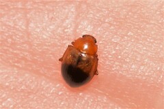 Nisotra bicolorata