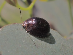 Dicranosterna semipunctata