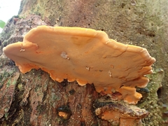 Rigidoporus microporus