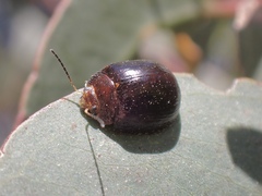 Dicranosterna semipunctata