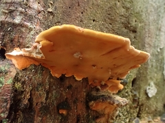Rigidoporus microporus