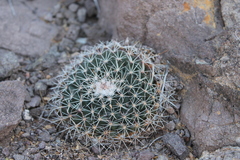 Mammillaria meiacantha