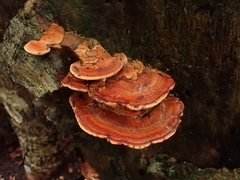 Rigidoporus microporus