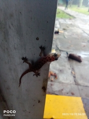 Hemidactylus parvimaculatus