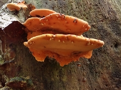 Rigidoporus microporus