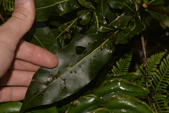 Cryptocarya microneura