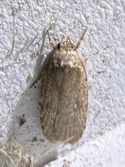 Agonopterix clemensella