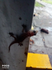 Hemidactylus parvimaculatus