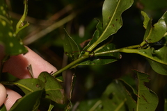 Cryptocarya microneura