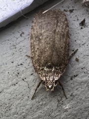 Agonopterix clemensella