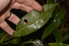 Cryptocarya microneura