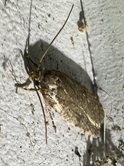 Agonopterix clemensella