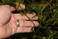 Cryptocarya microneura