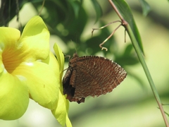 Elymnias hypermnestra