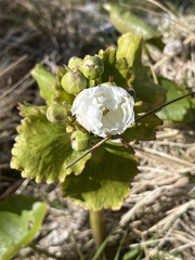 Ranunculus lyallii