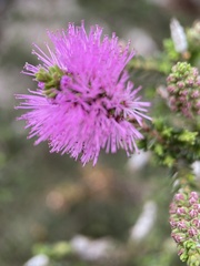 Melaleuca nesophila