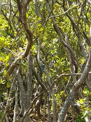 Todiramphus sordidus