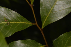 Alectryon subcinereus