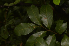 Alectryon subcinereus