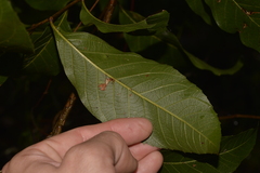 Alectryon subcinereus