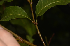 Alectryon subcinereus