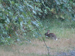 Oryctolagus cuniculus