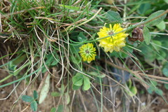 Trifolium badium