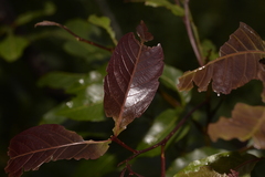 Alectryon subcinereus