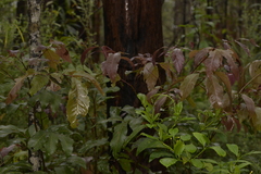 Alectryon subcinereus