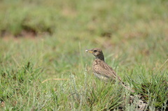 Galerida magnirostris