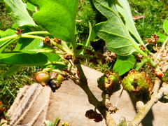 Andricus grossulariae