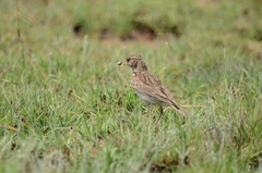 Galerida magnirostris