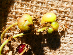 Andricus grossulariae