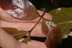 Alectryon subcinereus