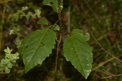 Clerodendrum tomentosum