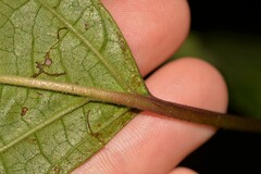 Clerodendrum tomentosum