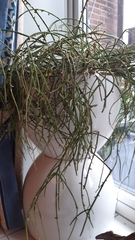 Rhipsalis teres
