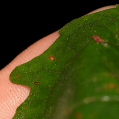 Clerodendrum tomentosum