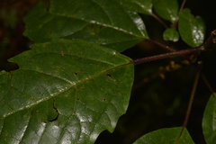 Clerodendrum tomentosum