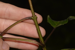 Clerodendrum tomentosum