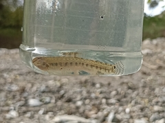 Barbatula barbatula