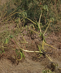 Proboscidea louisianica